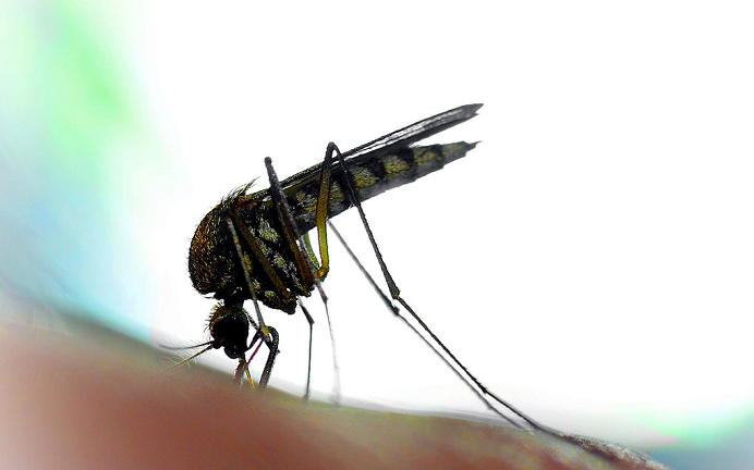 Mosquito in profile